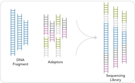 Figure 1 Sequencing Library after Sample Preparation