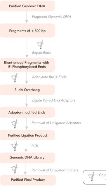 Figure 2 Sample Preparation WorkflowPurified Genomic DNA
