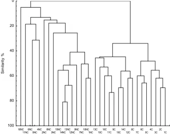 Fig. 1. Cluster analysis by UPGMA similarity of DGGE banding patterns between soil samples (NC – non-cultivated, C – cultivated)
