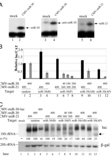 Fig. 1. Indicator construct design. (A) Sequences of the synthetic RNA targets used in this study and their predicted pairing with the miR-30, anti-miR-30, or miR-21 miRNA or the dNxt siRNA