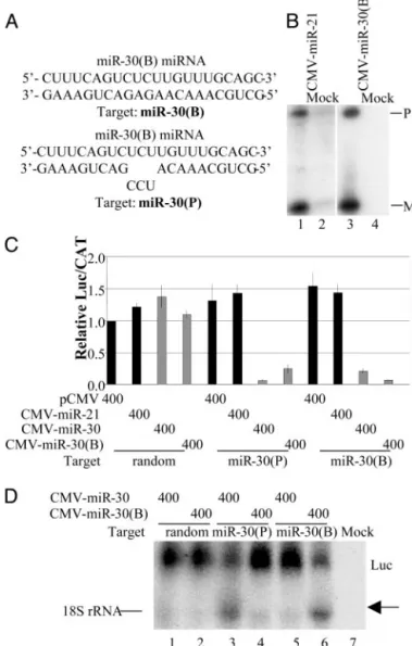 Fig. 3. Effect of target complementarity on mRNA fate. (A) Predicted pairing of the artificial miR-30(B) miRNA with the miR-30(B) and miR-30(P) mRNA target sites