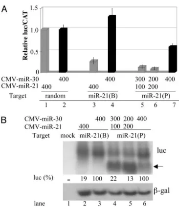 Fig. 4. Biological activity of the human miR-21 miRNA. (A) This experiment was performed as described in Fig