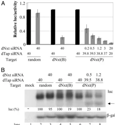 Fig. 5. Inhibition of mRNA utilization by a synthetic siRNA. (A) Cultures were cotransfected with one of the three listed indicator plasmids together with the dNxt or dTap siRNA and the pRL-CMV and pBC12 兾CMV兾␤-gal internal control plasmids