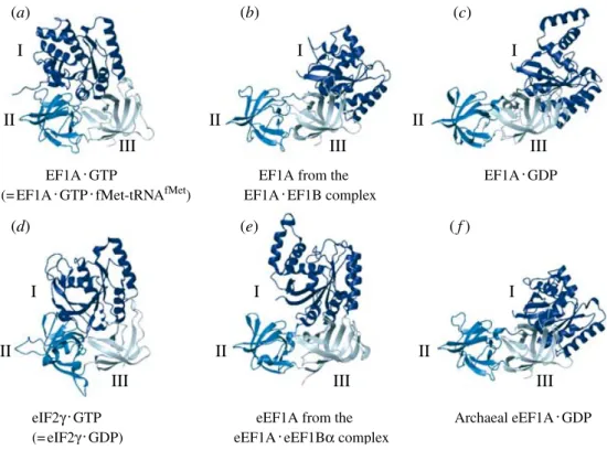 Fig. 3. Structures of proteins from the EF1A (EF-Tu) family in diﬀerent conformations