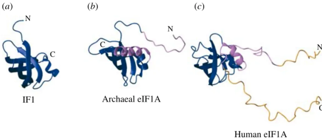 Fig. 5. Structures of IF1 and eIF1A. (a) Structure of E. coli IF1 (in dark blue), PDB code 1AH9