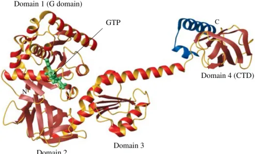 Fig. 6. Structure of eIF5B. Structure of archaeal eIF5B from M. thermoautotrophicum in complex with GDPNP, PDB code 1G7T
