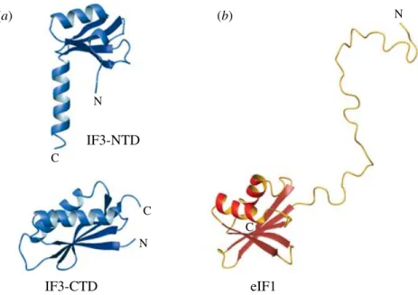 Fig. 7. Structures of IF3 and eIF1. (a) Structure of B. stearothermophilus IF3. (Top) IF3-NTD, PDB code 1TIF ; (bottom) IF3-CTD, PDB code 1TIG