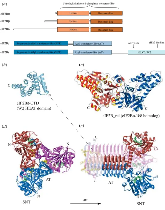 Fig. 9. Structures of eIF2Be-CTD and eIF2B homologs. (a) Domain organization of the eIF2B subunits.