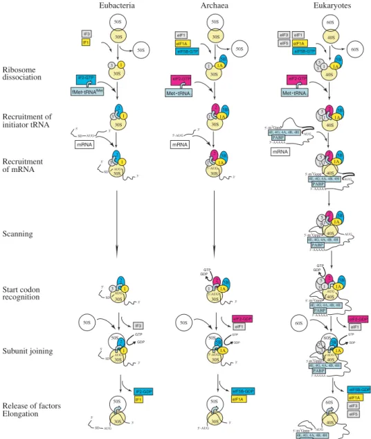 Fig. 2. Translation initiation. Schematic representation of translation initiation in eubacteria, archaea and eukaryotes