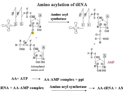 Fig. 12: Aminoacylation of tRNA 