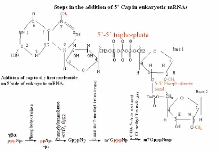 Fig. 5: Steps in the addition of 5’ Cap in eukaryotic mRNAs 