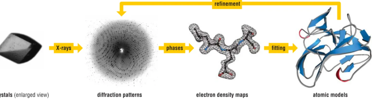 Figure 5-3 Structure determination by X-ray crystallography The first step in structure determination by X-ray crystallography is the crystallization of the protein