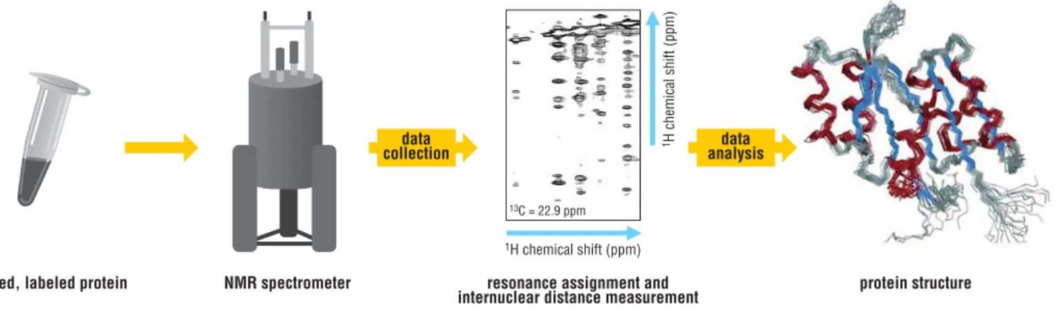 Figure 5-4 Structure determination by NMR For protein structure determination by NMR, a labeled protein is dissolved at very high concentration and placed  in a magnetic field, which causes the spin of the hydrogen atoms to align along the field