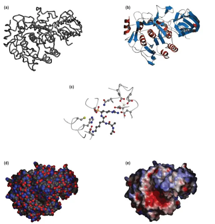 Figure 5-5 Different ways of presenting a protein structure The structure of the catalytic and P domains of the protease Kex2 is shown in different styles