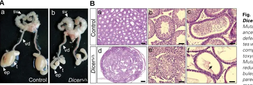 Fig. 1. Cre activity and Dicer inactivation. autofluorescence from Leydig cells and blood cells