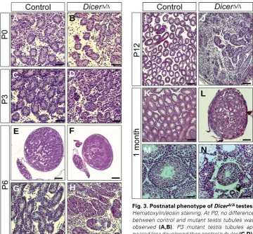 Fig. 3. Postnatal phenotype of DicerΔΔΔΔΔ/ΔΔΔΔΔ testes.