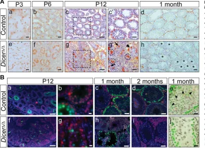 Fig. 4. Abnormal postnatal development of Sertoli cells in DicerΔΔΔΔΔcells were located at the periphery of control testis tubules tubules in the same pattern as control Sertoli cells mainly located in the center of the tubules at P6 were mainly found at t