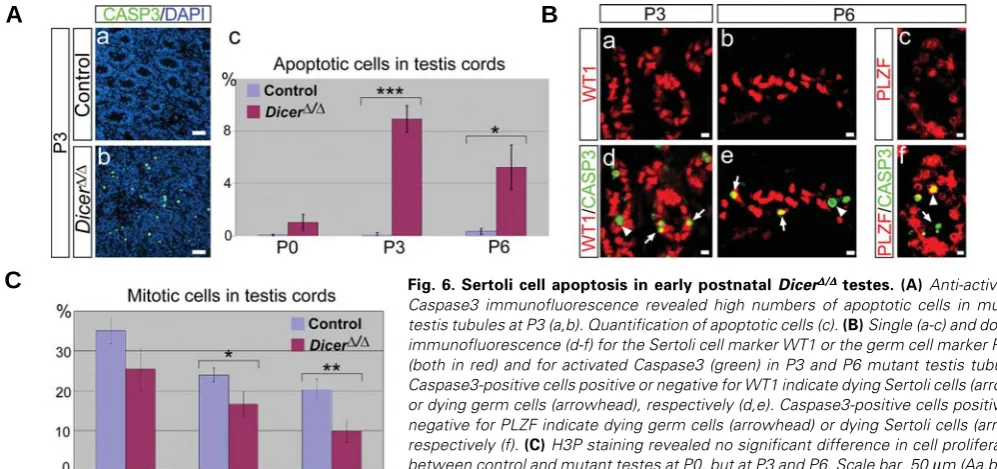 Fig. 6. Sertoli cell apoptosis in early postnatal DicerΔΔΔΔΔμrespectively (f). negative for PLZF indicate dying germ cells (arrowhead) or dying Sertoli cells (arrow),or dying germ cells (arrowhead), respectively (d,e)