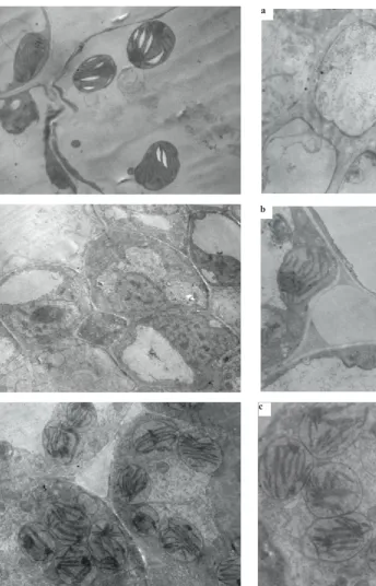 Fig. 2. Electron microscopy image of cells of ryegrass seedat magnification 1: 3 000 – seedlings treated in an electric field with intensity of: a – E = 2.7 105 V m-1, t = 3 s (treatment B2);b – E = 3.6 105 V m-1, t = 3 s (treatment B3); c – untreated (treat-ment B1 control).