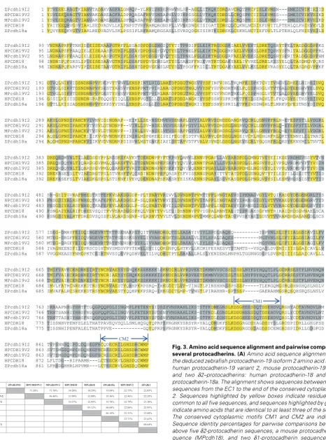 Fig. 3. Amino acid sequence alignment and pairwise comparisons of