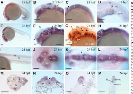 Fig. 4. total RNAs. RT-PCR for lower left corner for C).to the left and dorsal up), while E indicate forebrain; h, presumptive hindbrain; r3 and r5, rhombomeres 3 and 5, respectively