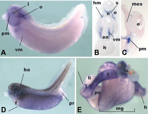 Fig. 2. Embryonic expression of FoxF2. Anterior is to the left and dorsal