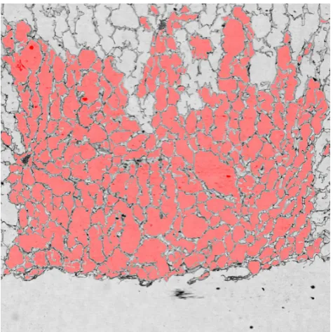 Fig. 1. Example of apple structure and the results of image analy-sis – all separated, non-boundary objects are marked in red.