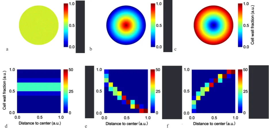 Fig. 2. Image processing steps for the evaluation of the spatial distribution of the cell wall fraction: a – binary image of cell walls, b – binary silhouette image, c – pixel distance map, divided into ten equally sized sections, d – absolute cell wall fraction map, e – global trend of the cell wall fraction, f – map of the cell wall fraction after subtraction of the global trend.