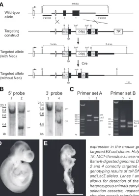Fig. 1. Generation of Bmp4CFP knock-in allele and ho-