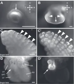 Fig. 2. CFP signal observed in known
