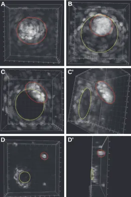 Fig. 4. Bmp4 expression pattern in the skin changes through different developmental