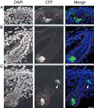 Fig. 6. Bmp4 expressing cells associate with developing hair follicles. Frozen sections