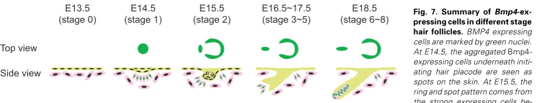 Fig. 7. Summary of Bmp4-ex-