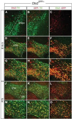 Fig. 2. Otx2-driven GFP expression confirms Otx2 expression in TH+those of the SN Otx2 and GFP sharply colocalize in THmutants immunostained with Otx2 and TH, GFP and TH, and Otx2 and GFP show thatneurons