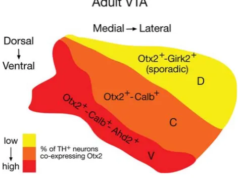 Fig. 6. central VTA (orange) 37% of the THdorsal-ventral axis. In particular, cell counting analysis indicates that in thethen 10% of the THOtx2 is sporadically co-expressed with Girk2, most if not all of the Otx2VTA (red) 75% of the THlocated in the centr