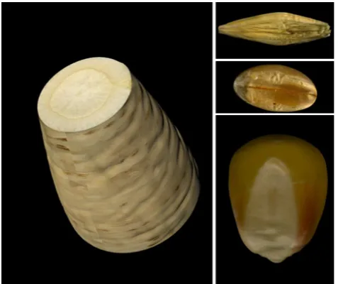 Fig. 6. Visualization of models of a parsley root segment, oat, wheat and corn kernels developed by the parametric modeling (Balcerzak et al., 2015) in the 3ds Max.