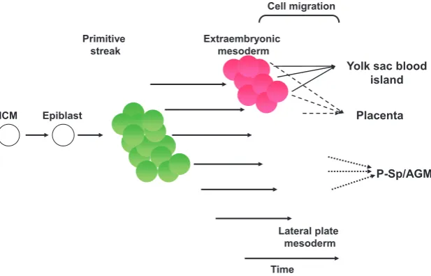 Fig. 1. The generation of embryonic hematopoietic sites from mesoderm. The yolkother is not know and may be important to the hematopoietic programs that develop frommigrates later in time from the PS
