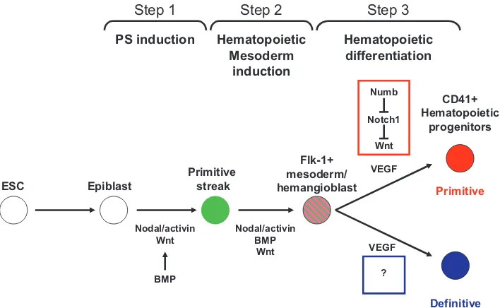 Fig. 2. Growth factor requirements in hematopoietic differentiation in ESC Cultures. ESCsNostroWnt signaling while the pathways responsible for definitive lineages are not known