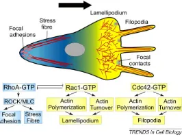 Figure 1. Scheme of a polarised crawling cell: protrusive structures at the front (lamel-lipodium, ﬁlopodia), and contractile ﬁbers at the back.The asymmetric activity combineswith an asymmetric repartition of molecular regulators organized in feedback loo