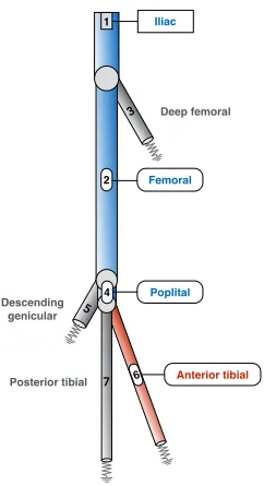 Figure 1. Network of the seven main human lower limb arteries. Resistance symbols representpartially reﬂecting outﬂow boundary conditions
