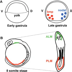 Fig. 2. Patterning of ventral mesoderm and the emergence of