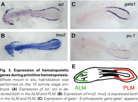 Fig. 3. Expression of hematopoietic
