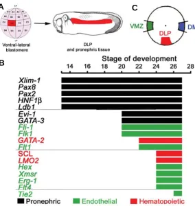 Fig. 3. initiate hematopoietic expression to become hemangioblasts. to the pronephros and the DLP is located 90pronephric genes (Walmsleyis seen in a subset of pronephric cells