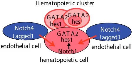 Fig. 4. involved in the determination of hematopoietic specification in theModel for Notch signaling and downstream moleculesdorsal aorta.