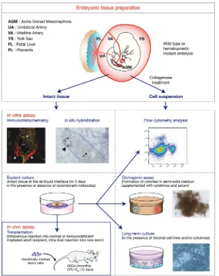Fig. 2. Experimental design. The study of hematopoiesis requires the use of a