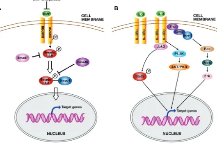 Fig. 3. BMP and IL-3 signal transduction pathways. Interaction of BMP factors with their receptors cascade