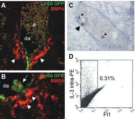 Fig. 4. Expression of IL-3 and BMP-4 in the E11 AGM region. (A,B)