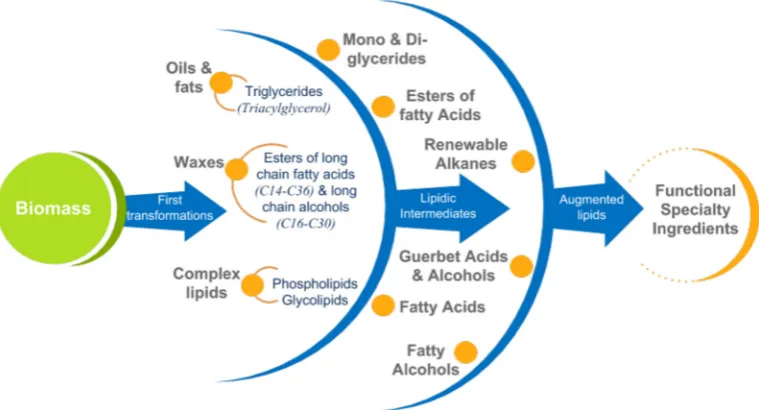 Fig. 1. Lipid processing chain summary.