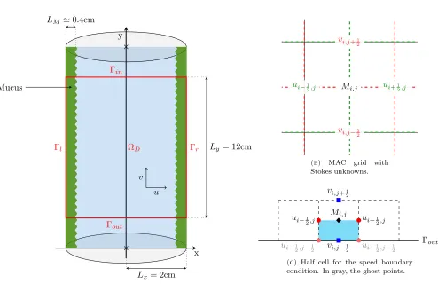 Figure 1. Computation domain and illustration of the MAC discretization — See Section 4.