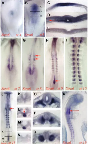 Fig. 1. Expression domains of Stra6 in the stage 4 – 13 chickshowing expression in the somites, regressing node and begin-expression